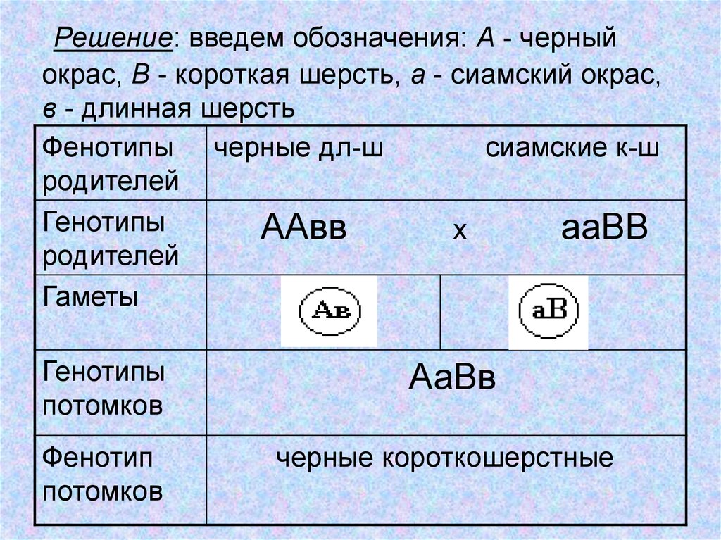 Введем обозначения. У собак короткая шерсть доминирует над длинной. Генотипы родителей. Фенотип как обозначается. Генотип как обозначается.