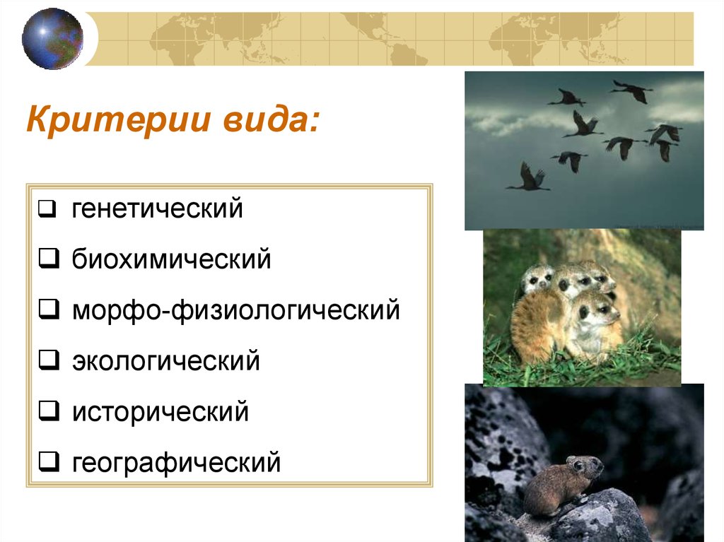 Виды и их критерии. Физиологический и экологический критерии вида. Критерии вида. Исторический критерий вида. Экологический и географический критерии вида.