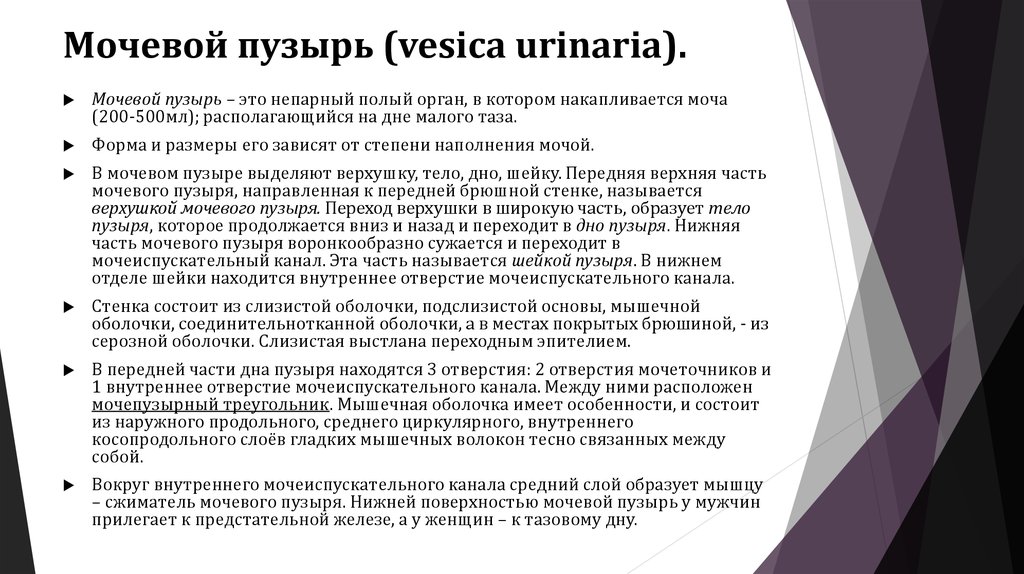 Мочевой пузырь (vesica urinaria).