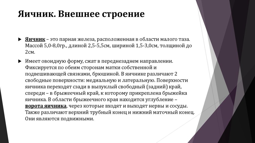 Яичник. Внешнее строение