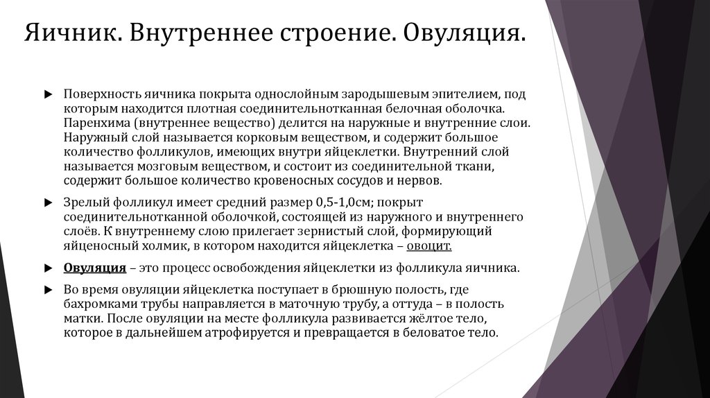 Яичник. Внутреннее строение. Овуляция.