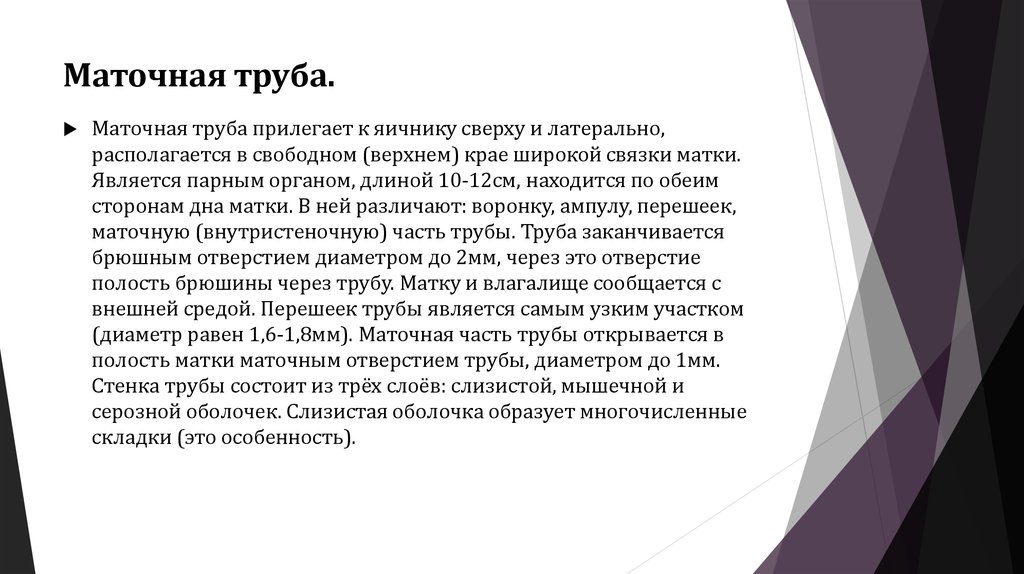 Маточная труба.