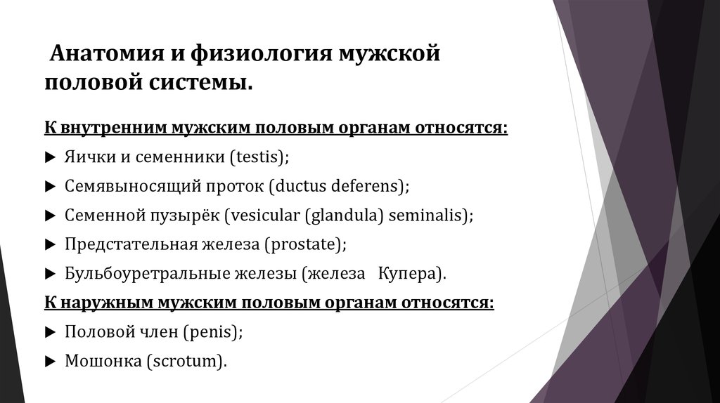Анатомия и физиология мужской половой системы.