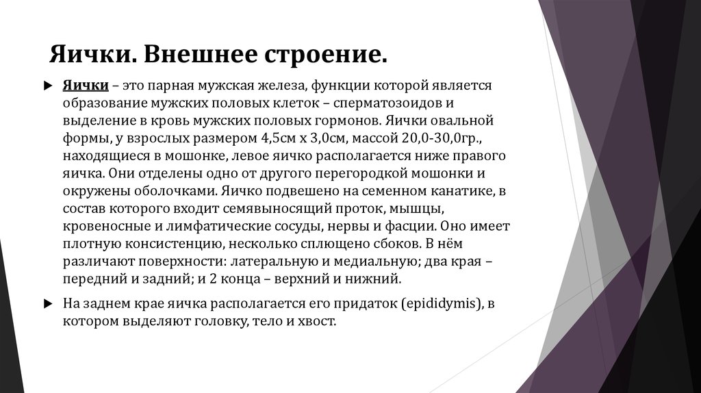 Яички. Внешнее строение.