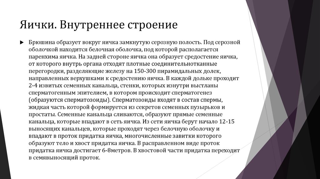 Яички. Внутреннее строение