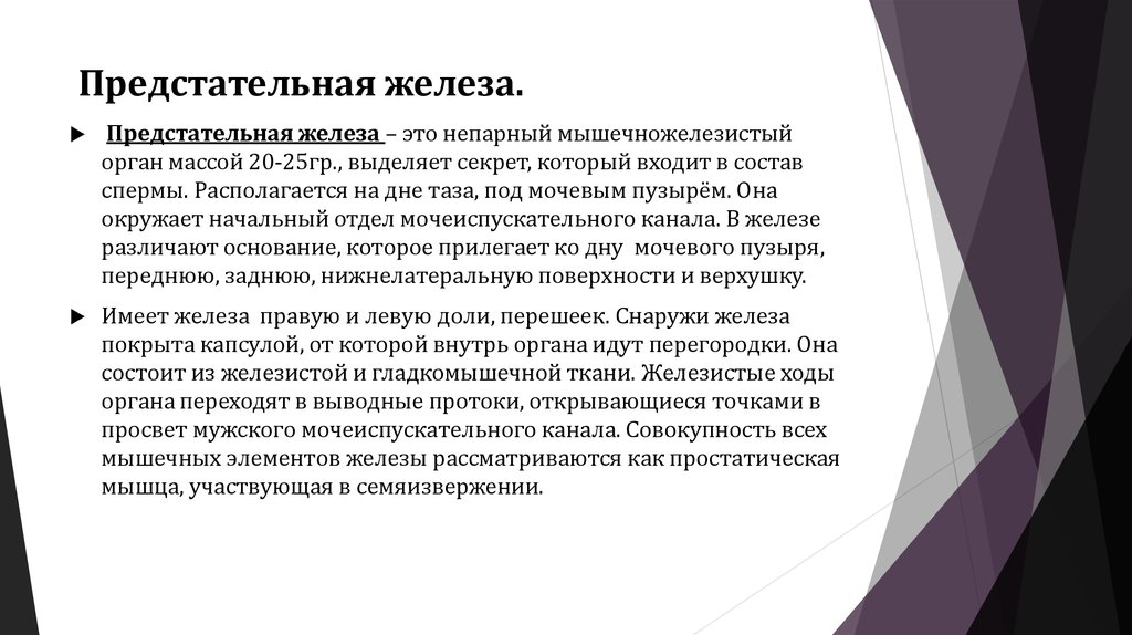 Предстательная железа.