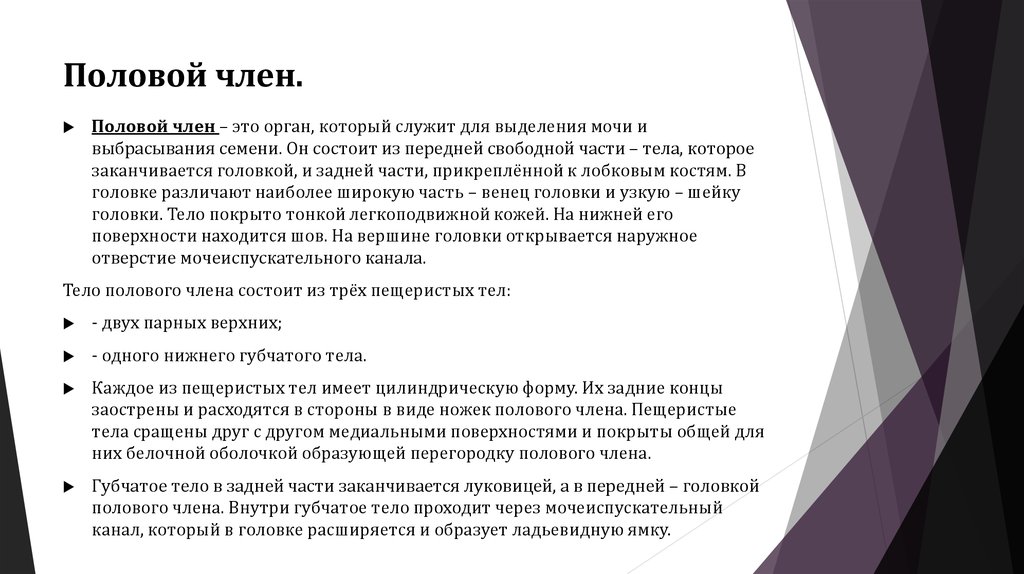 Половой член.