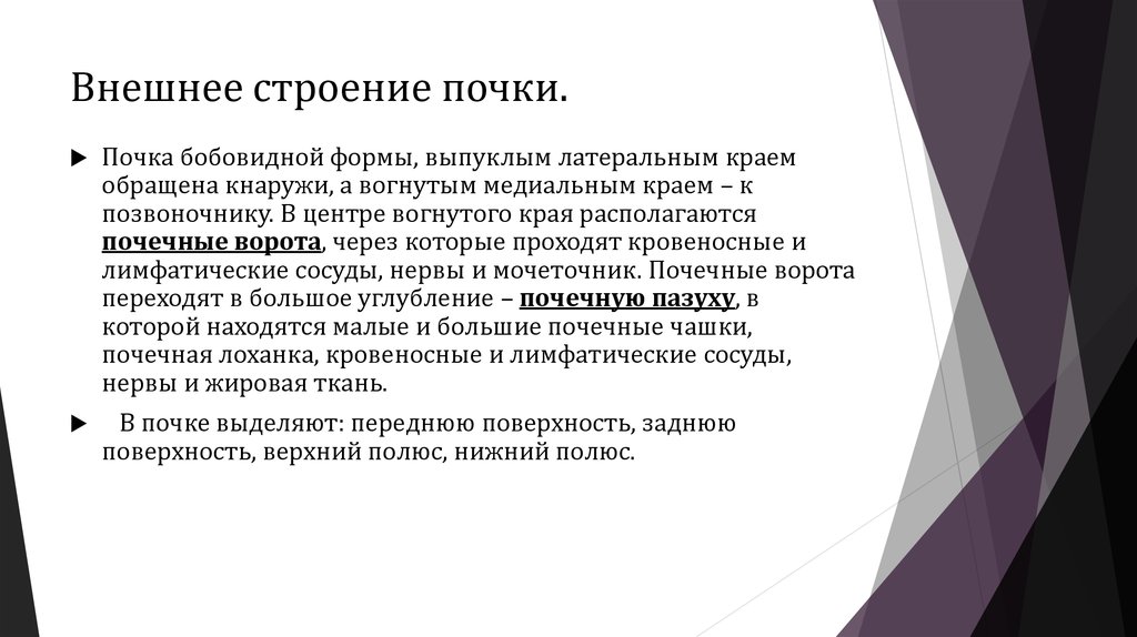 Внешнее строение почки.