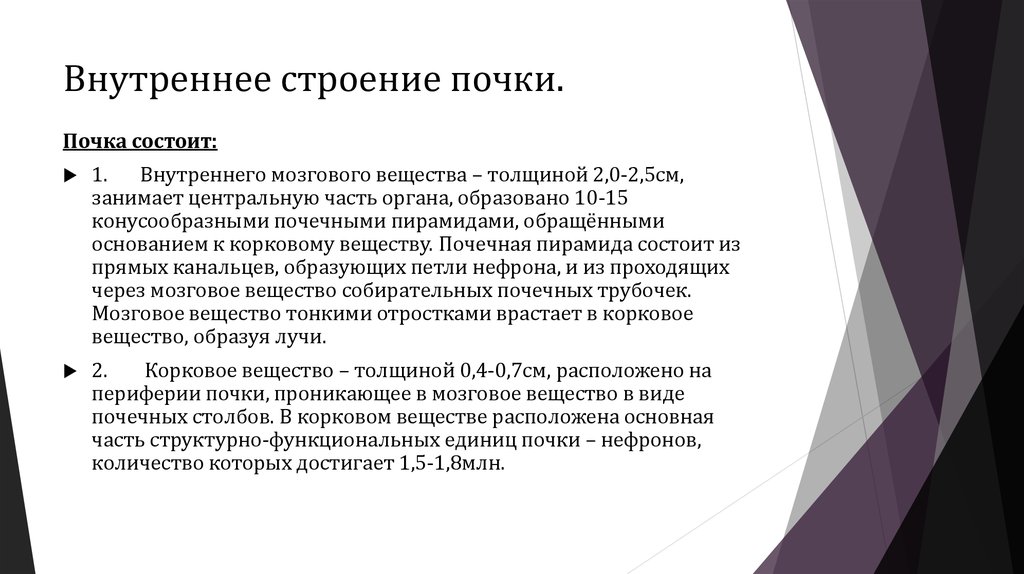 Внутреннее строение почки.