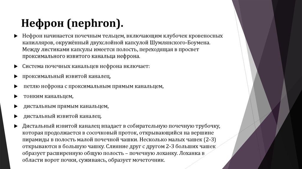 Нефрон (nephron).