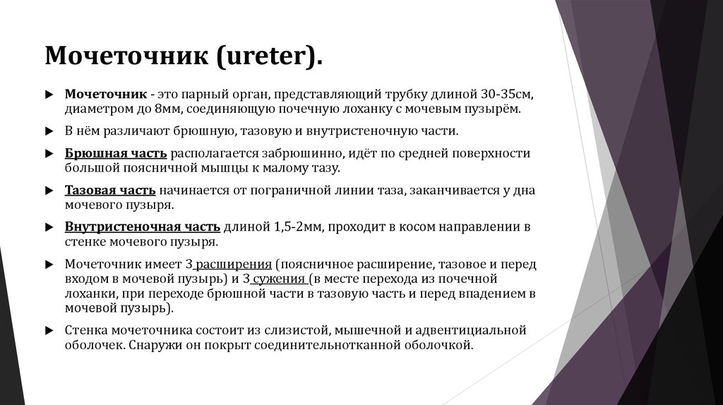 Мочеточник (ureter).