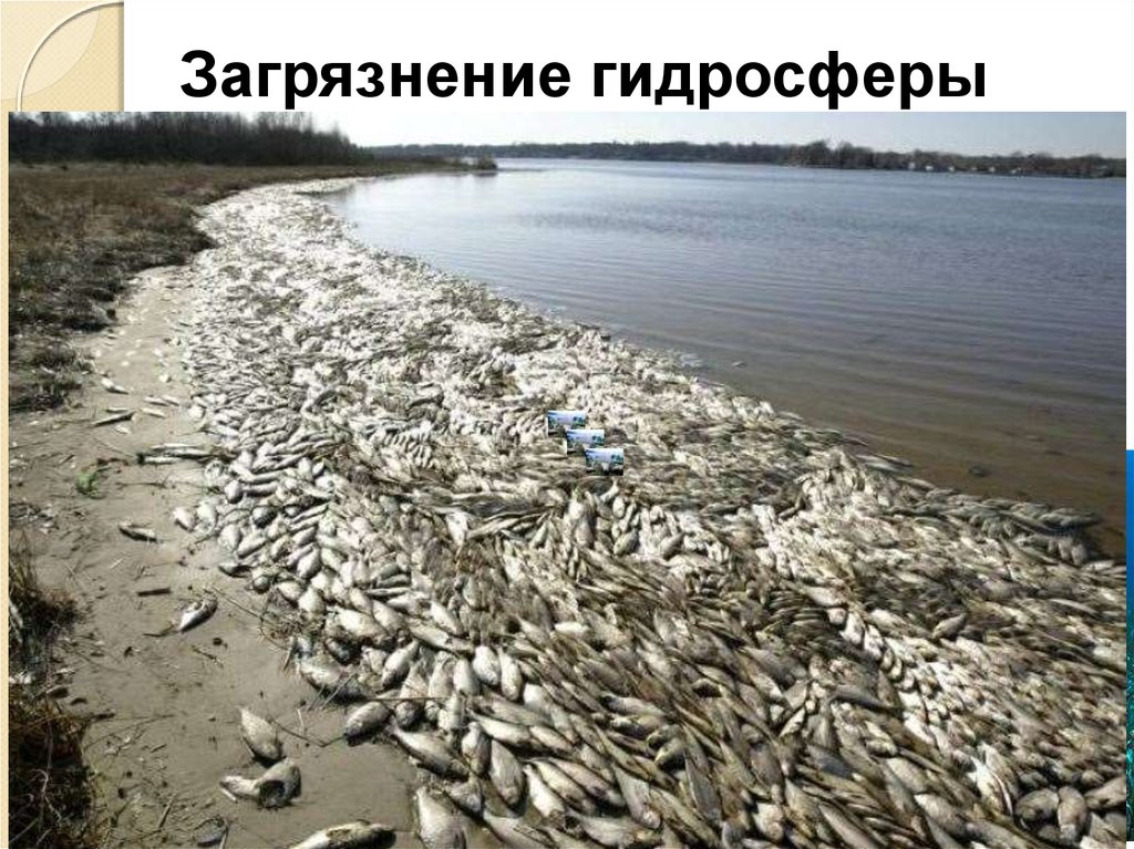 Почему россия гибнет. Аральское море рыба. Загрязнение водоемов. Мор рыбы в Астрахани.