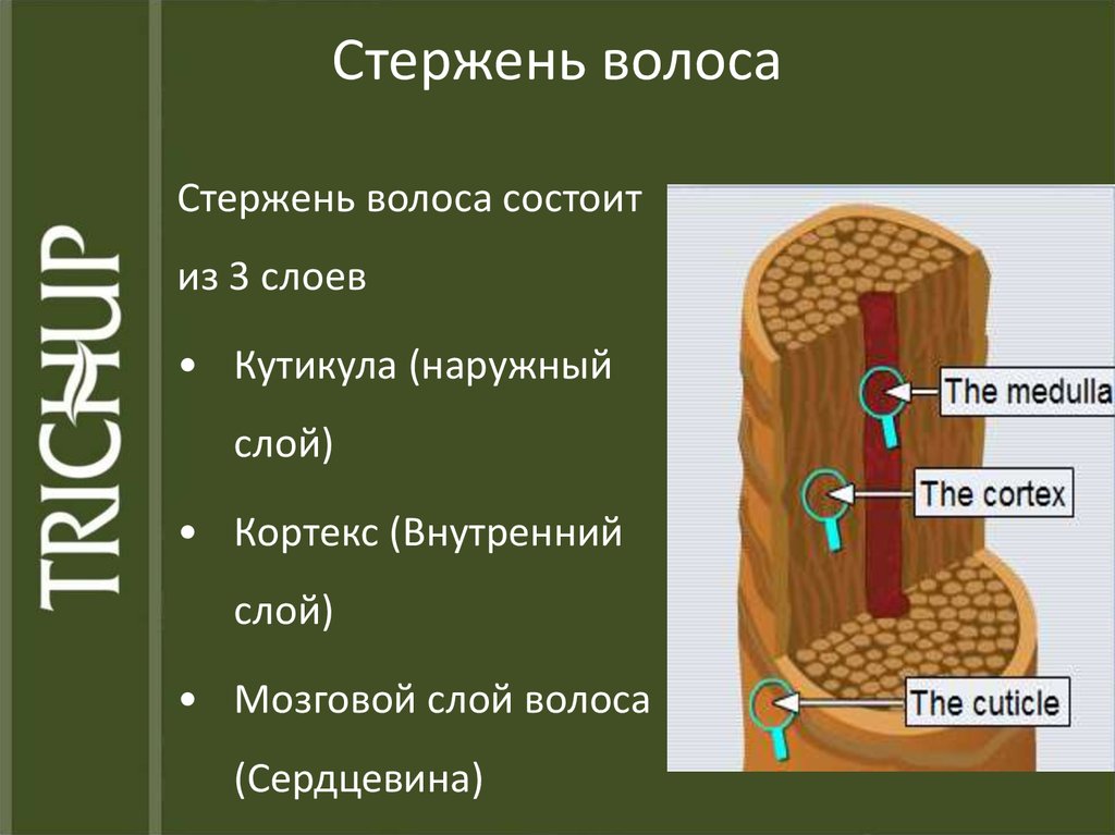 Сердцевина волоса