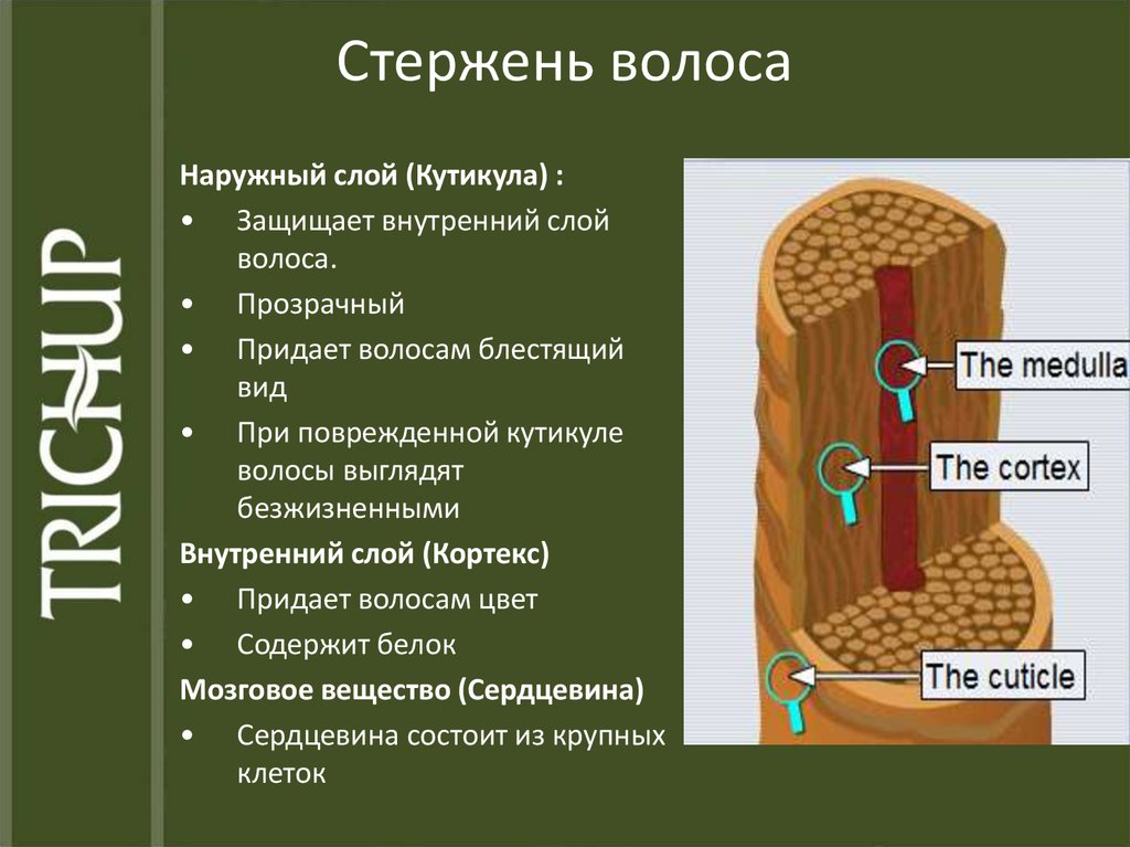 Структура волос и цвет