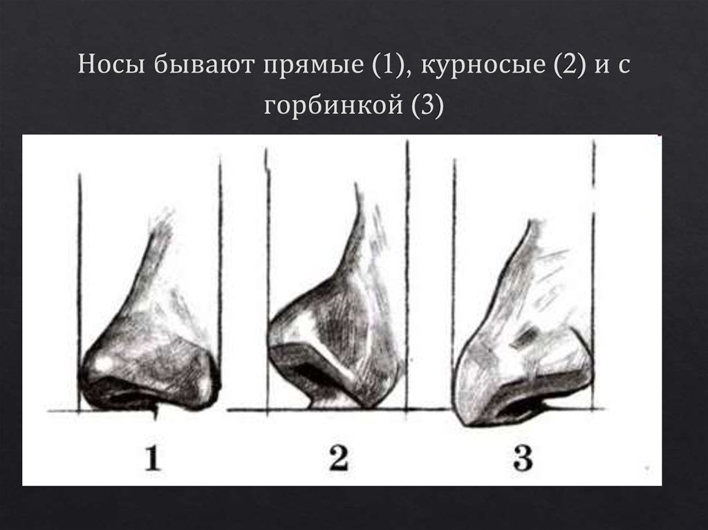 Носы бывают прямые (1), курносые (2) и с горбинкой (3)