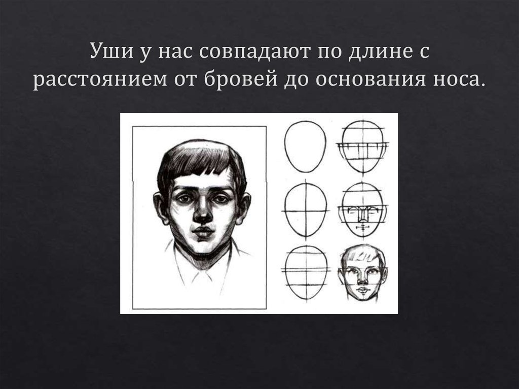 Уши у нас совпадают по длине с расстоянием от бровей до основания носа.