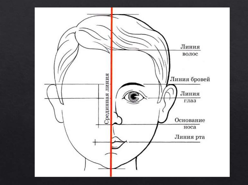 Пропорции головы человека изо 6 класс. Конструкция головы человека и ее пропорции рисунок. Человеческое лицо рисунок. Пропорции лица для рисования.