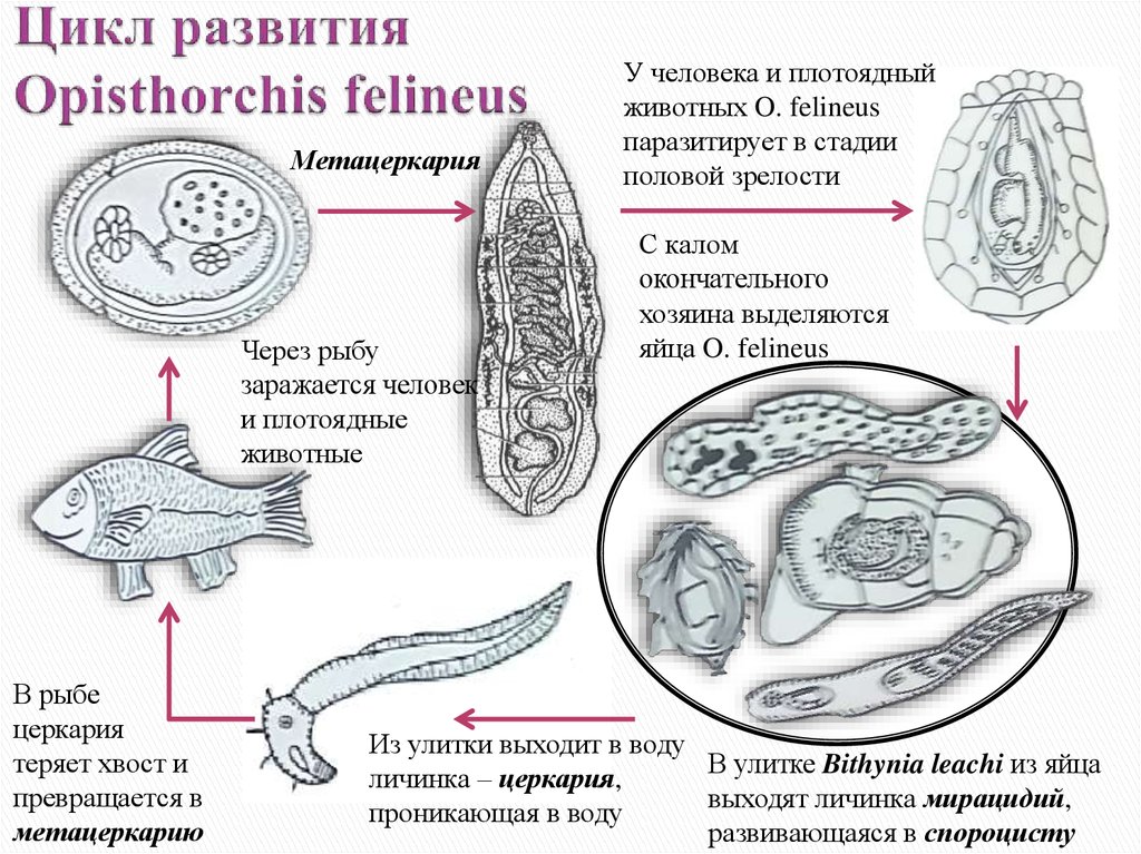 Жизненный цикл кошачьего сосальщика рисунок