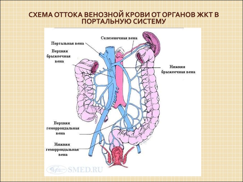 Вены брюшной полости схема