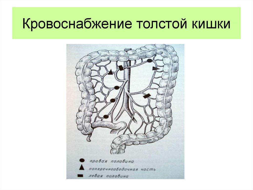 Сосудистый рисунок кишечника