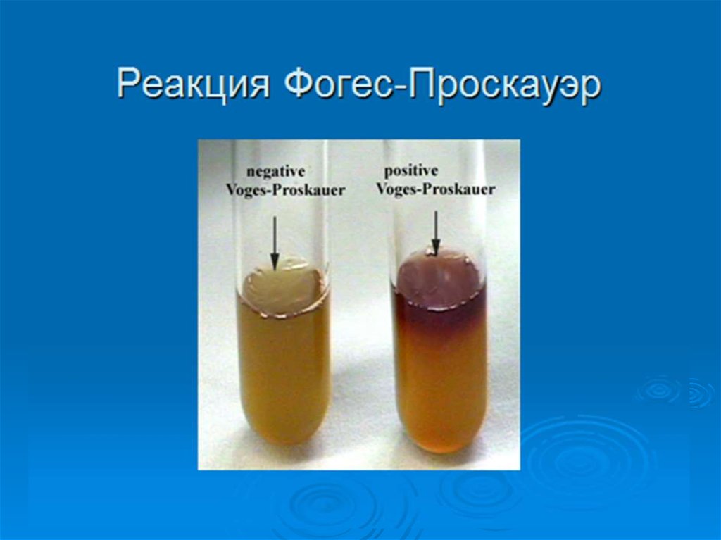 Бульон фогес-проскауэра с метиловым красным