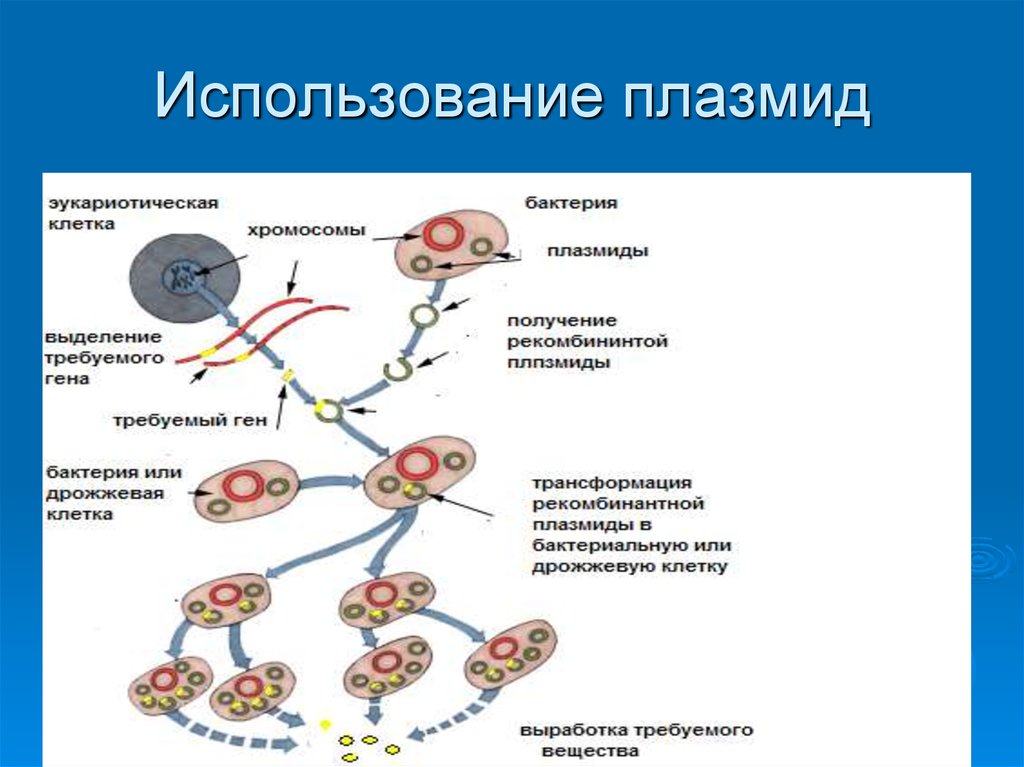 Примеры плазмид. Роль плазмиды в бактериальной клетке. Функции плазмиды в бактериальной клетке. Строение плазмид бактерий. Разновидности плазмид бактерий микробиология.