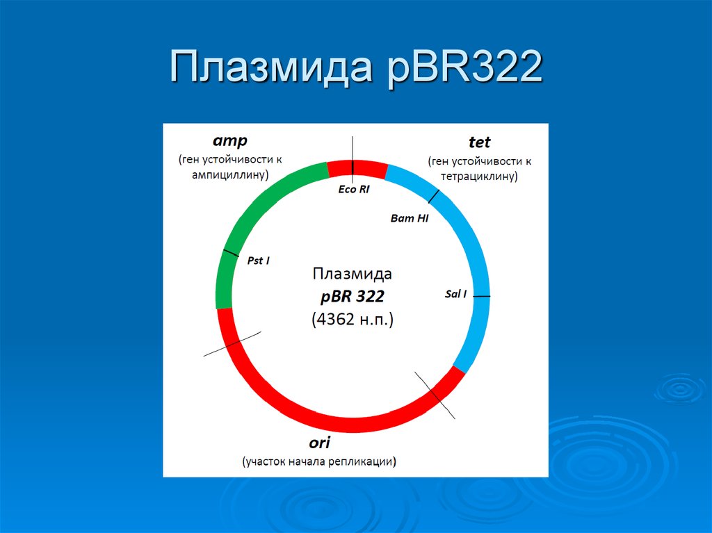 Гибридная плазмида. Плазмида pbr322. Схема строения плазмиды pbr322. Плазмидный вектор pbr322. Плазмида pbr322 описание.