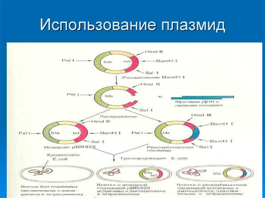 Обработка плазмидами