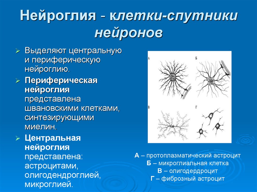 Функции нейроглии