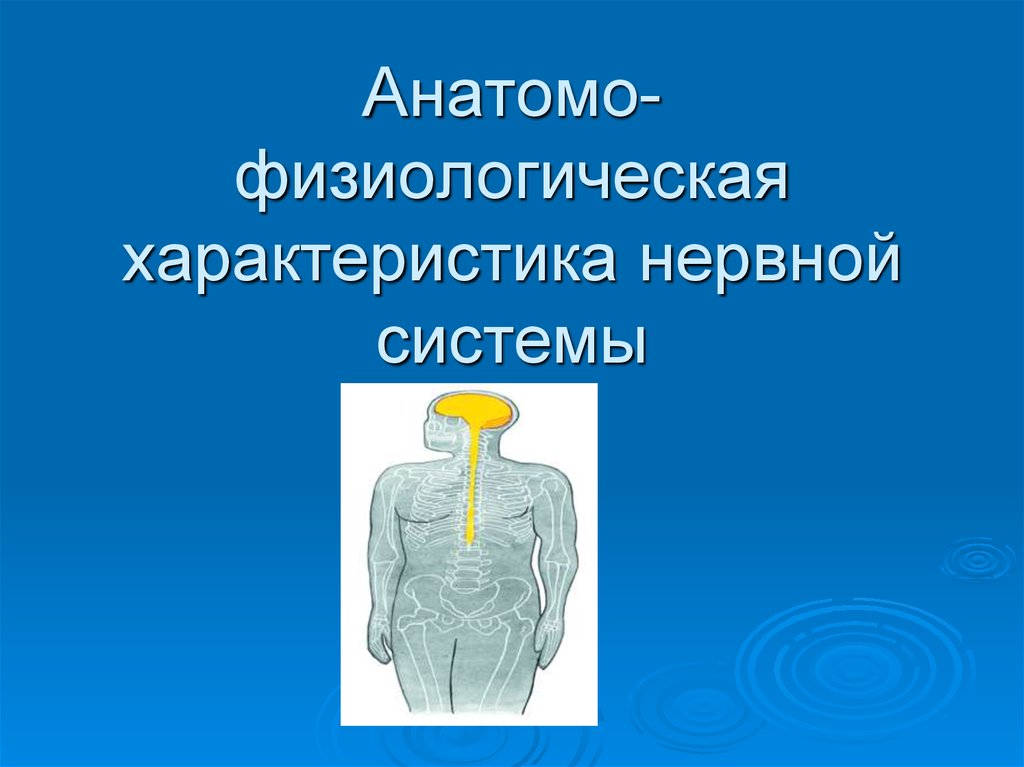 Анатомо физиологические черты