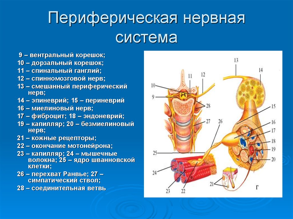 Органы периферической нервной системы человека. Периферический отдел нервной системы строение. Периферическая нервная система строение и функции. Структуры, относящиеся к периферической нервной системе. Периферическая НС функции.