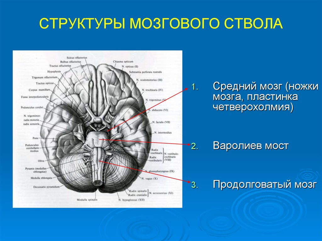 Смещения структур головного мозга