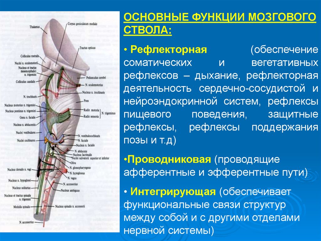 Анатомо физиологические черты. Анатомо-физиологические характеристики центральной нервной системы. Анатомо - физиологические особенности строения вен. Анатомо-функциональная характеристика суставов.. Вегетативные реакции мозгового ствола.