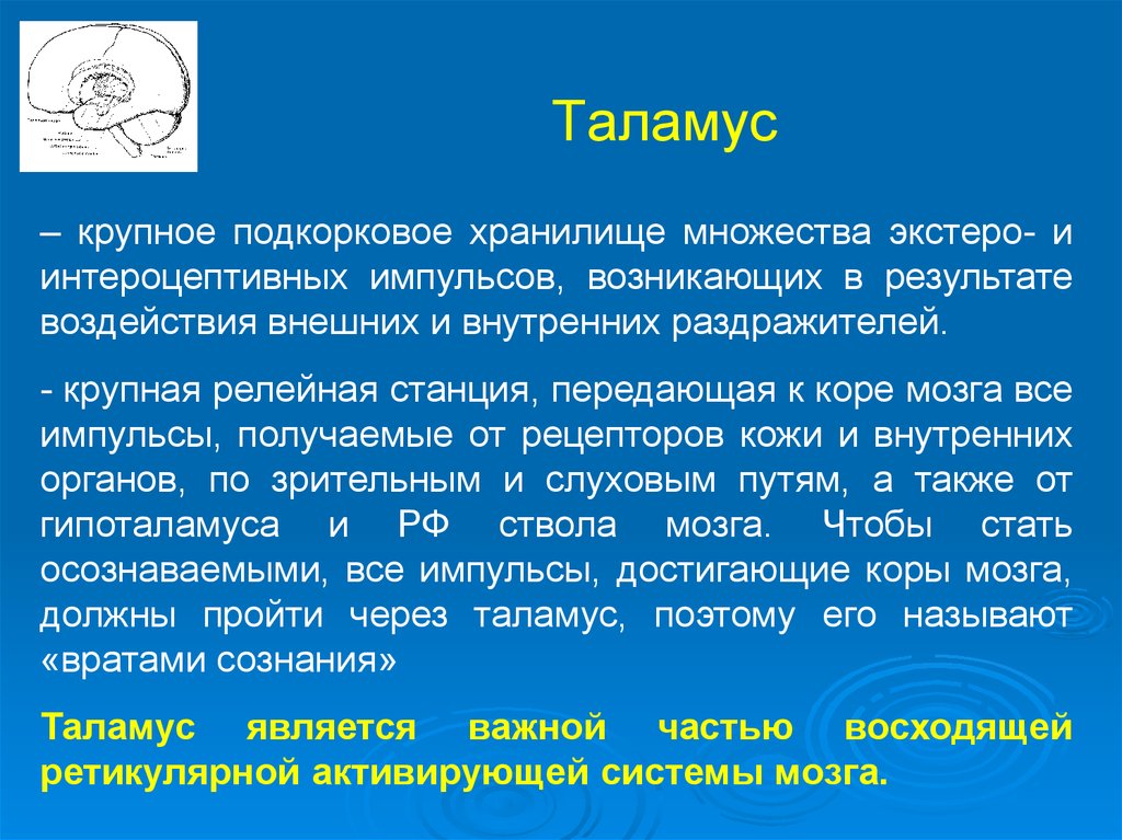 Таламус функции. Главная функция таламуса. Таламус особенности строения. Функции таламуса человека. Таламус функции кратко.