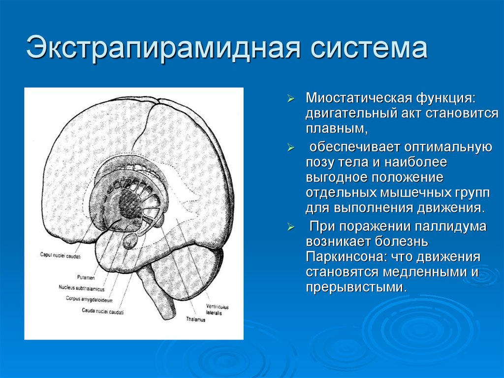 Экстрапирамидная система схема неврология