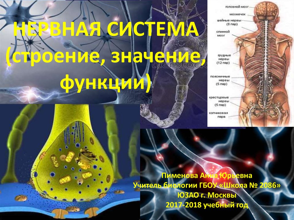 Презентация по нервной системе анатомия