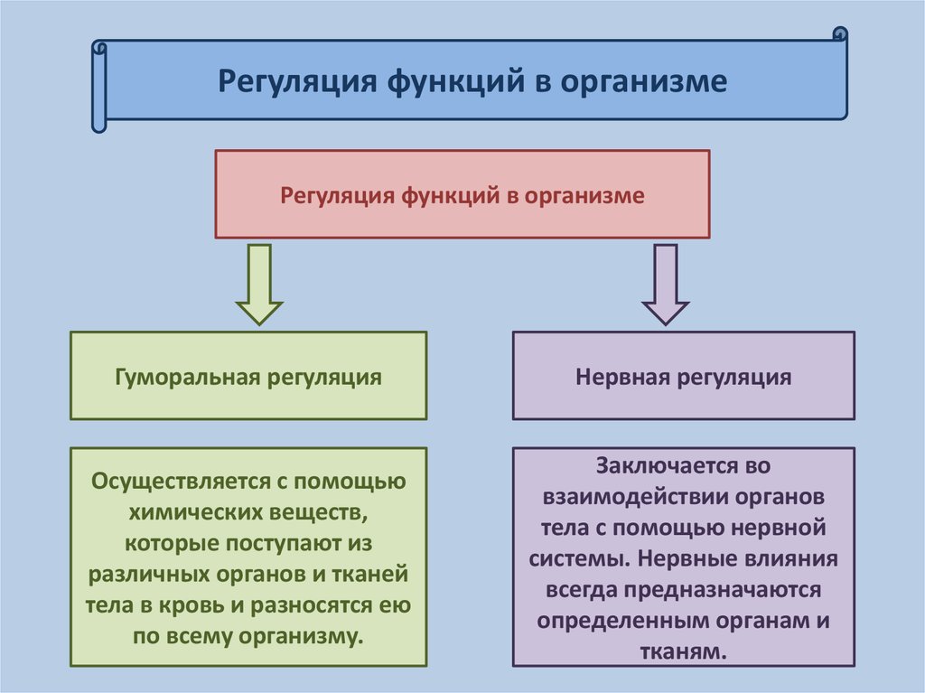 Гуморальная регуляция организма