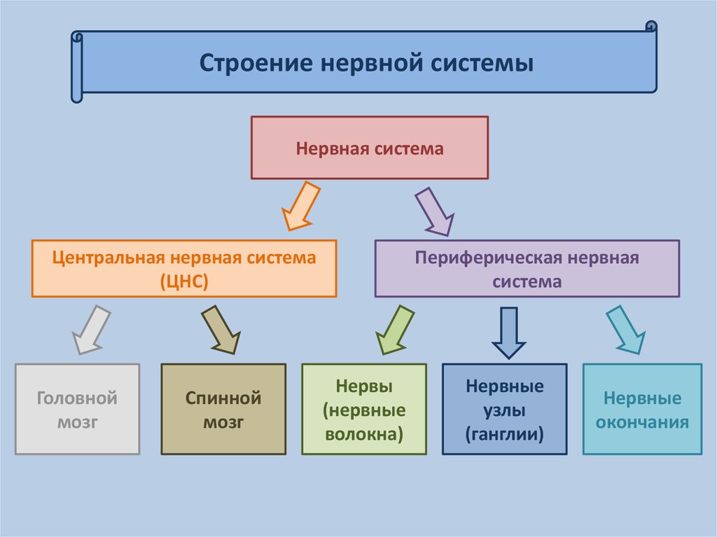 Строение системы. Изучите материал учебника и дополните схему строение нервной системы. Одно- и двухкамерные модели Центральная и периферическая.