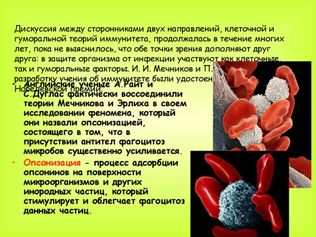 Мечников создал учение о фагоцитарном иммунитете. Клеточная и гуморальная теория иммунитета. Инструктивная теория иммунитета. Фагоцитарная теория иммунитета. Гуморальная теория иммунитета Эрлиха.