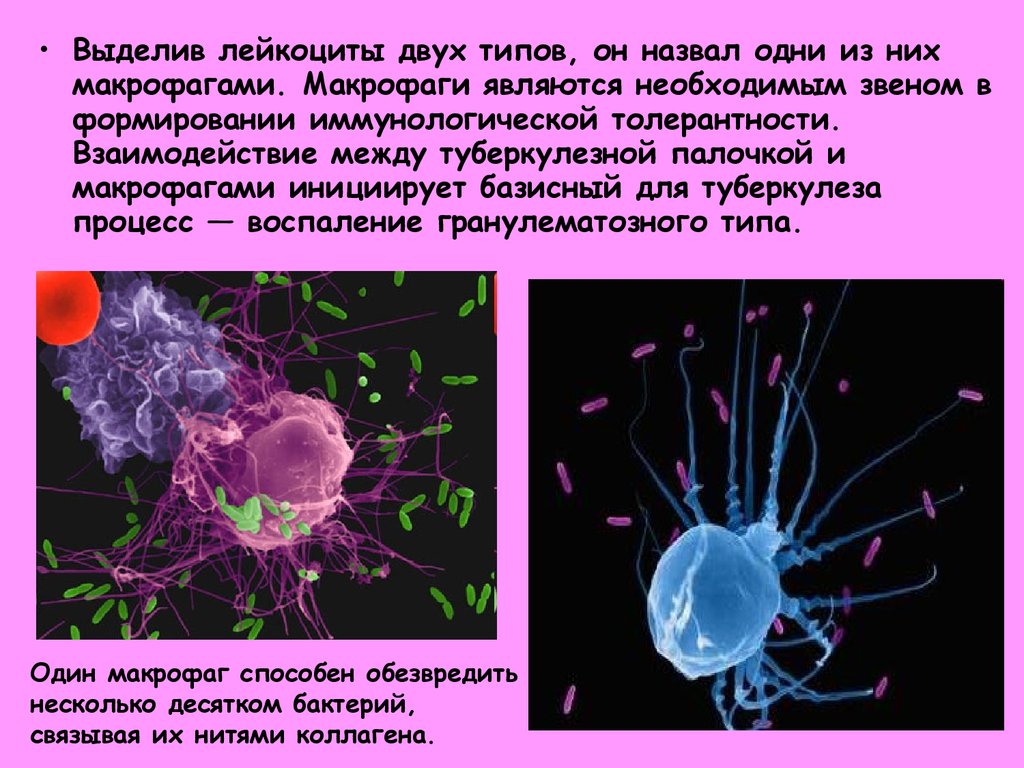 Теории иммунитета