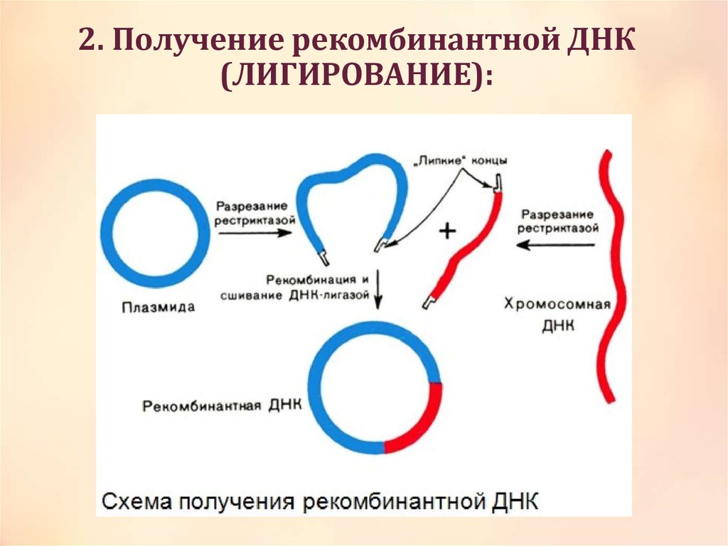 Методы введения плазмид. . Рекомбинантные ДНК. Методы получения рекомбинантных ДНК.. Метод рекомбинантных ДНК схема. Схема получения рекомбинантной плазмиды. Метод рекомбинантных плазмид схема.