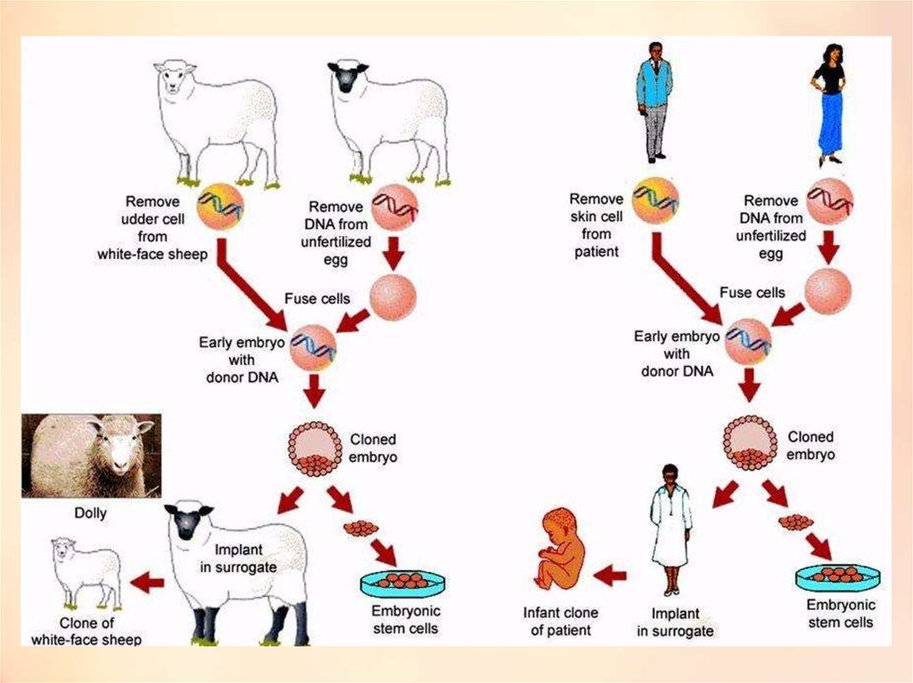 Клонирование человека схема