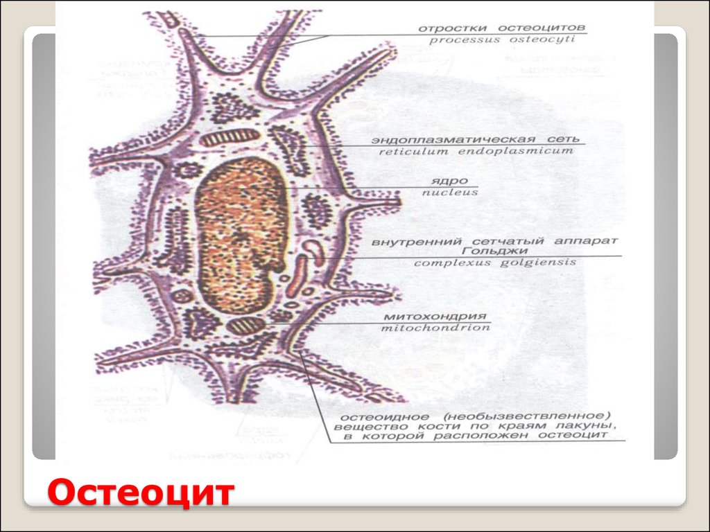 Остеоцит. Костные клетки остеоциты. Остеоцит строение. Остеоциты рисунок. Остеоциты это в анатомии.