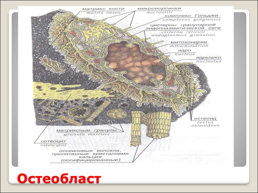 Костная ткань остеобласты. Остеоциты остеобласты остеокласты. Остеобласт строение гистология. Остеокласт строение гистология. Ультрамикроскопическое строение остеокласта.