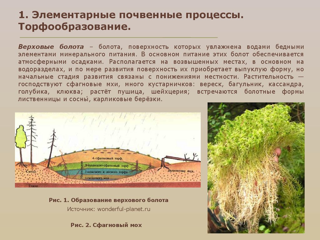 Какая почва в болотах. Основные почвенные процессы. Элементарные почвенные процессы. Основные элементарные почвенные процессы. Образование верхового болота.