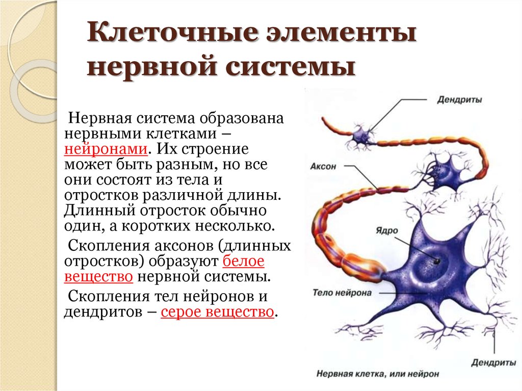 Особенности строения нервных клеток. Структурно-функциональный элемент нервной системы. Структурные элементы нервной системы. Нейрон основные клеточные элементы нервной системы. Нейрон состоит из тела и отростков.
