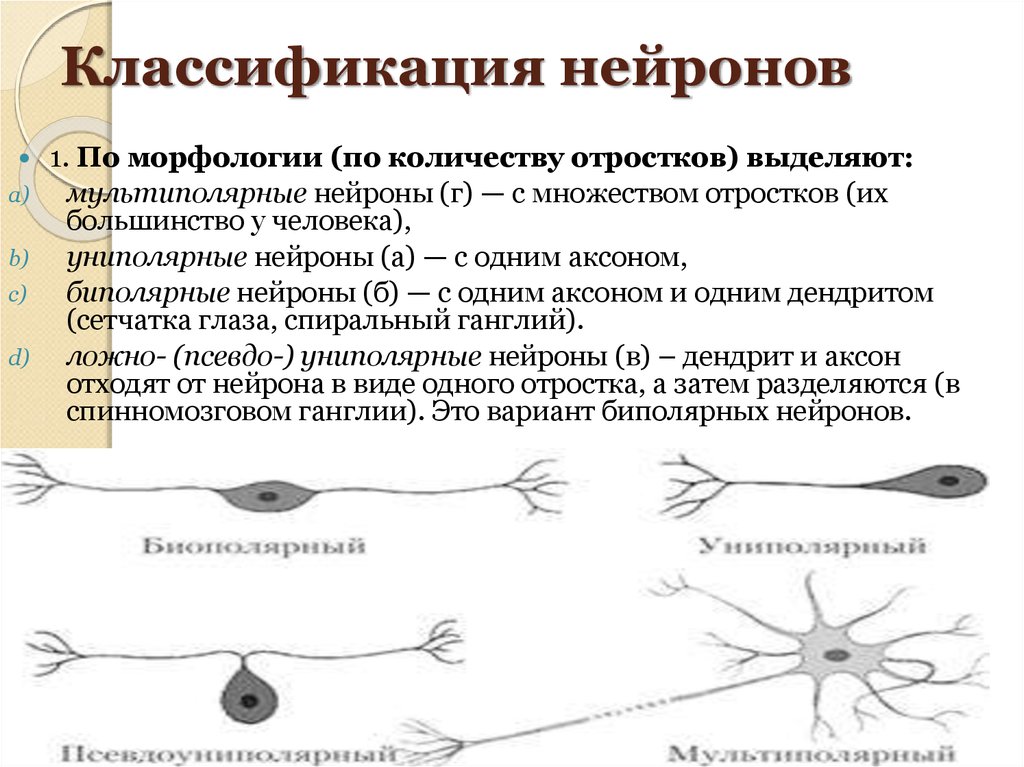 Деление нервных клеток. Классификация нейронов по функциям таблица. Функциональная классификация нейронов. Классификация нейронов по строению и функции. Классификация нейронов типы нейронов.