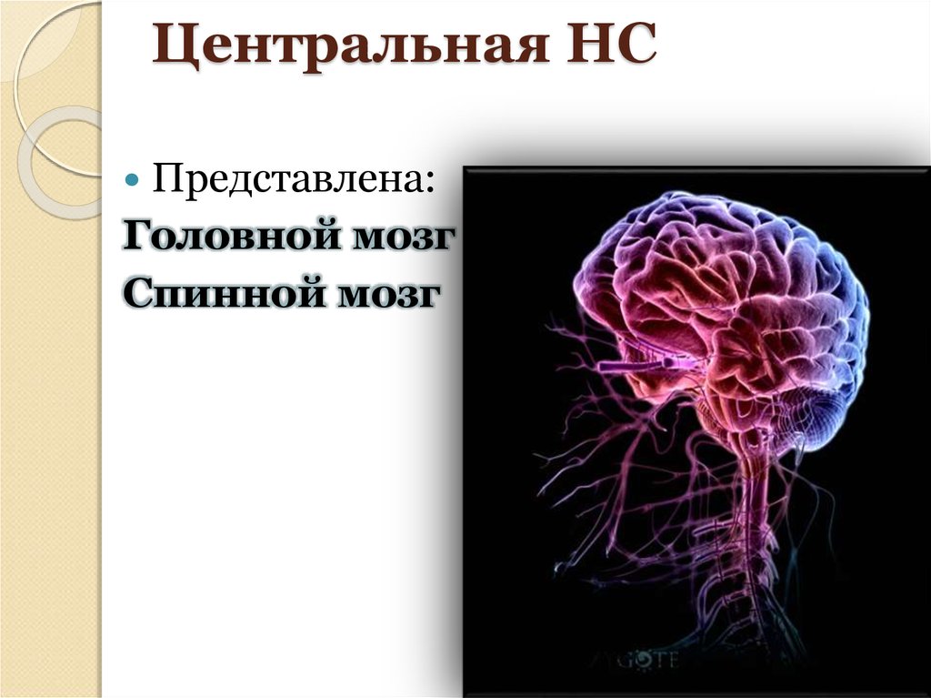 Свойствами центральной нервной системы. Афо нервной системы. Анатомо-физиологические особенности нервной системы презентация. ЦНС ИГМА.