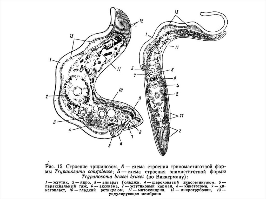 Рисунок строение 7. Трипаносома строение схема. Trypanosoma brucei строение. Трипаносома строение рисунок. Строение простейших трипаносома.