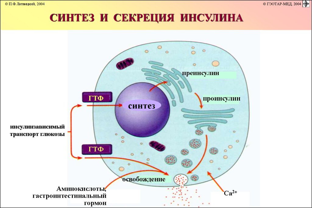 Инсулин внутренняя секреция